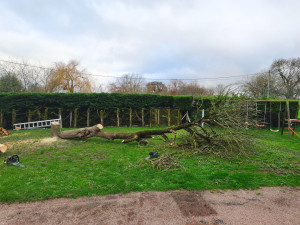 Photo de galerie - Abattage Arbre