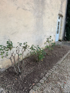 Photo de galerie - Désherbage massif 