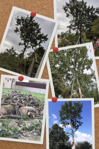 Photo de galerie - Elagage et coupe d'arbres