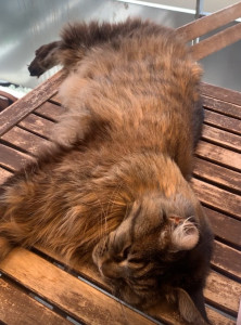 Photo de galerie - Simba? est aussi un mainecoon, le frère de mufassa dont j’ai aussi assuré le bien-être. 