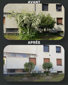 Photo de galerie - Elagage et coupe d'arbres