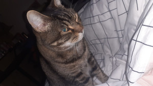 Photo de galerie - C'est gribouille le chat que je garde actuellement
