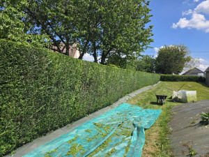 Photo de galerie - Taillage de haie