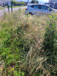 Photo de galerie - Avant passage roto-fil