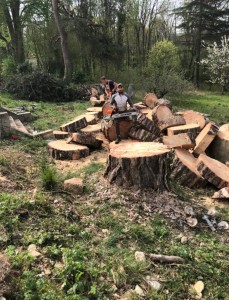 Photo de galerie - Elagage et coupe d'arbres