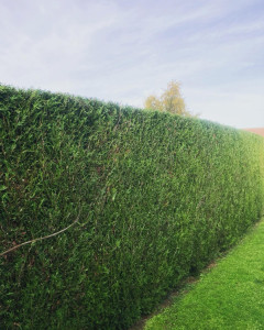 Photo de galerie - Taille a henriville 