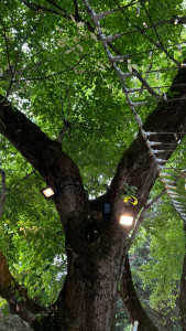 Photo de galerie - Eclairage / Décoration lumineuse (extérieur)