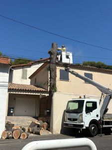 Photo de galerie - Débitage d’un gros tronc d’acacia à Marseille, le Redon