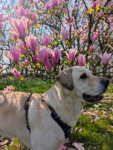 Photo de galerie - Garde chien