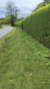 Photo de galerie - Grande haie de tuya 