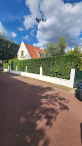 Photo de galerie - Taille de haies et d'arbustes