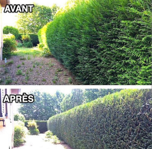 Photo de galerie - Taille de haies 