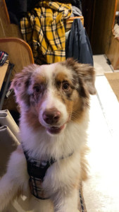 Photo de galerie - Vanille ❤️ berger australien. J’ai pu assurer le bien-être de vanille à mon domicile pendant 6 mois qui sont passé très vite grâce à de longue balade dans des parc pour chien et de longue caresse.