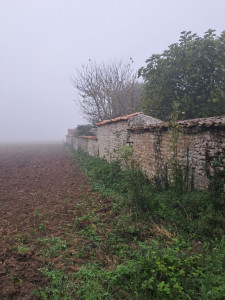 Photo de galerie - Débroussaillage autour de manoir