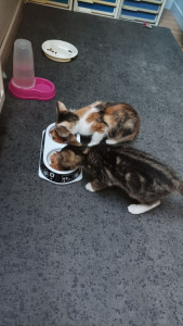 Photo de galerie - Mes jeunes loulous en plein déjeuner 