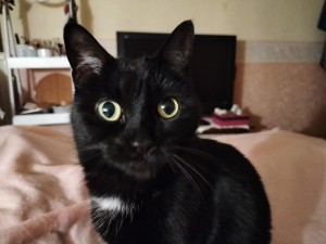 Photo de galerie - Garde chat