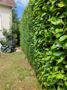 Photo de galerie - Réalisation taillage haies sur 25 m, ramassage des déchets et nettoyage.

