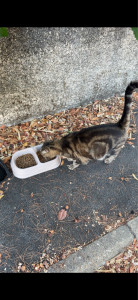 Photo de galerie - Je viens donner manger de temps à temps à ce chat qui maintenant sans propriétaire
