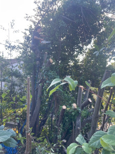 Photo de galerie - Formation d'arbre têtard.
