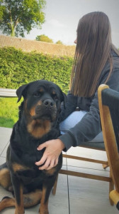 Photo de galerie - Garde chien