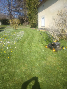 Photo de galerie - Tonte de pelouse - Débroussaillage
