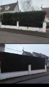 Photo de galerie - Taille de haie