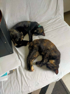 Photo de galerie - Gros dodo pour les deux minettes