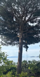 Photo de galerie - Elagage et coupe d'arbres