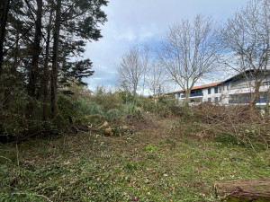 Photo de galerie - Elagage et coupe d'arbres