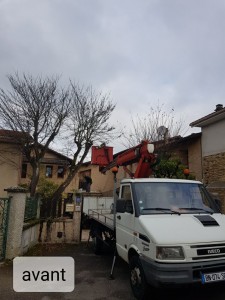Photo de galerie - Elagage et coupe d'arbres