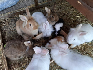 Photo de galerie - Voici ma famille lapins