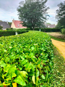 Photo de galerie - Taille de haies 
Devis gratuit 
Chèque cesu accepté 