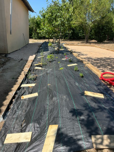 Photo de galerie - Paysagiste - Aménagement du jardin
