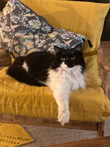 Photo de galerie - Garde chat