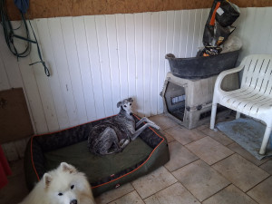 Photo de galerie - Les toutous peuvent venir avec leurs dodos, dans le chalet ils sont a 4 compagnons, c'est comme a la colo, dortoir collectif. 

je met toujours des caisses de transport afin que les plus timides puissent s'isoler