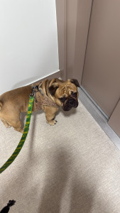 Photo de galerie - J’ai pu garder le bulldog de ma grande demi sœur plusieurs fois : promenade ; jeux ; nourrissage 