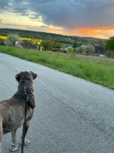 Photo de galerie - Promenade ?