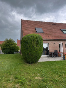 Photo de galerie - Entretien d’une haie 