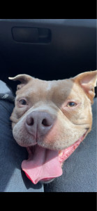 Photo de galerie - American Bully de 4ans 