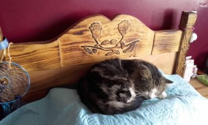 Photo de galerie - Voici une photo de réalisation proposée pour un Voisin