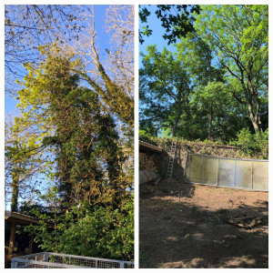Photo de galerie - Abattage de 3 arbres à risques en bordure d'habitation. 