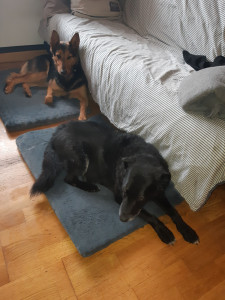 Photo de galerie - Garde chien
