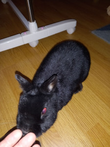 Photo de galerie - Garde animaux