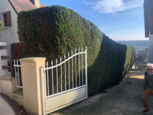 Photo de galerie - Taille de haie après 
