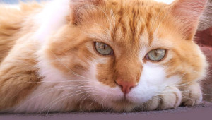 Photo de galerie - Roméo en garde