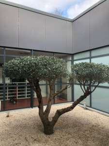 Photo de galerie - Taille d’Olivier