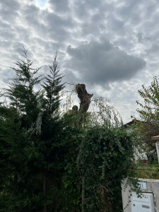 Photo de galerie - Elagage et coupe d'arbres