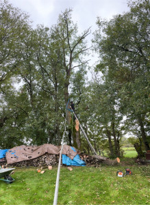 Photo de galerie - Coupe d’arbre avec aussurance