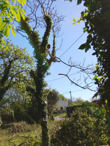 Photo de galerie - Abattage d’arbre 