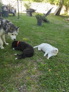 Photo de galerie - Garde chien